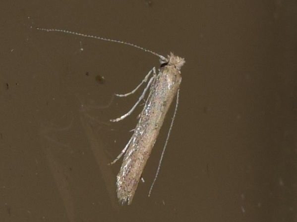 Bedellia somnulentella (Bedelliidae)?